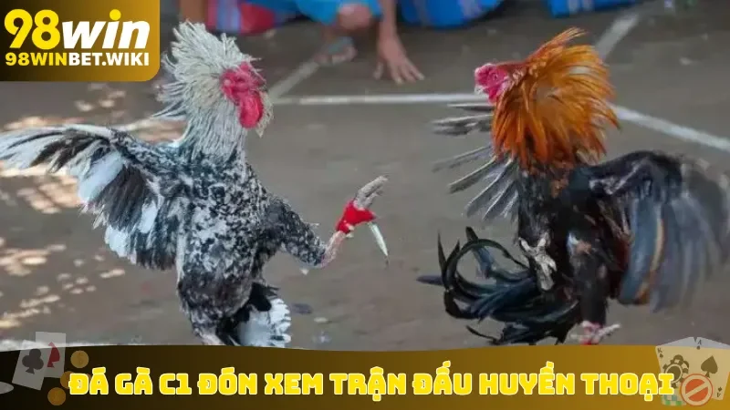 Đá gà C1 đón xem trận đấu huyền thoại