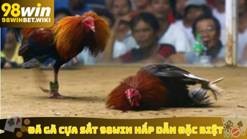 Đá gà cựa sắt