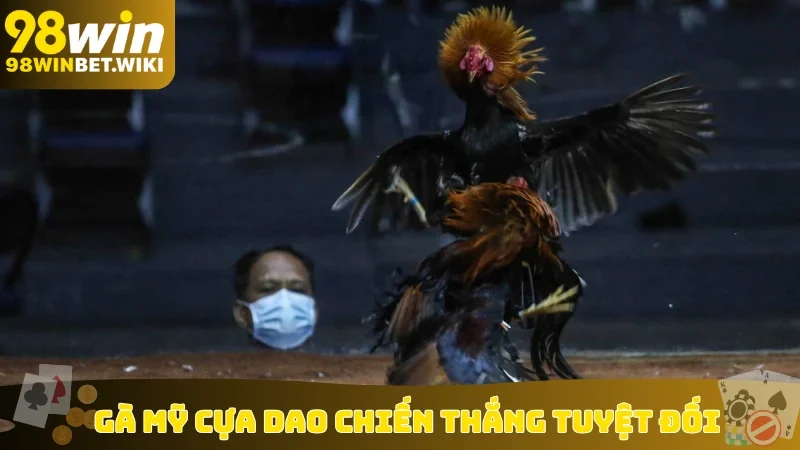 Gà Mỹ cựa dao chiến thắng tuyệt đối