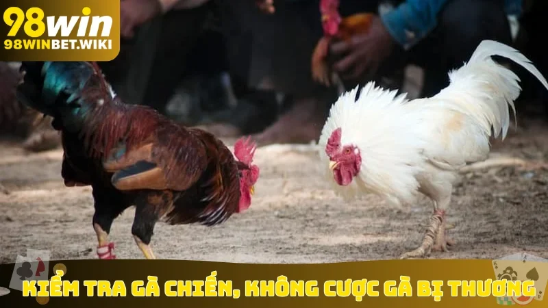 Kiểm tra gà chiến, không cược gà bị thương