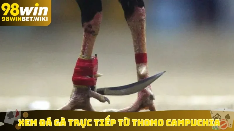 Xem đá gà trực tiếp từ Thomo Campuchia